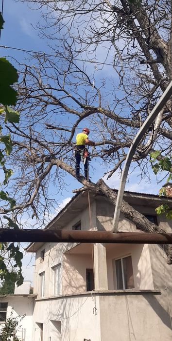 Рязане,кастрене,арборист,подрязване на опасни дървета