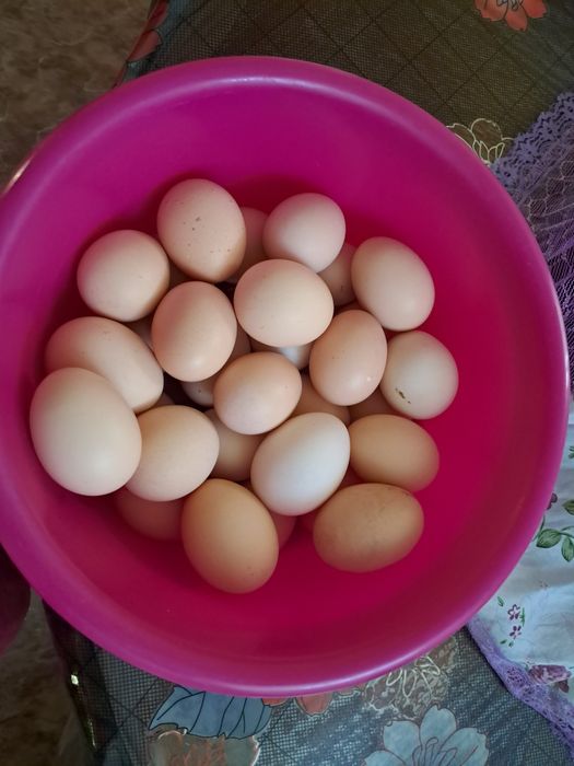 Продам домашние  яйца