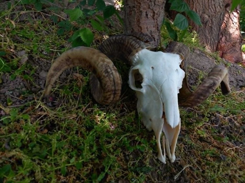 trofeu.trofee.craniu.coarne de berbec masiv