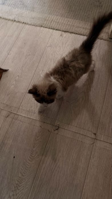 Котенок,бесплатно