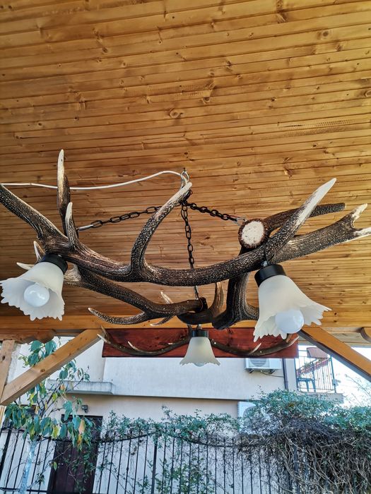 Полилей от еленови рога