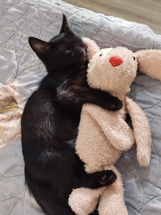 Отдадим даром кошку