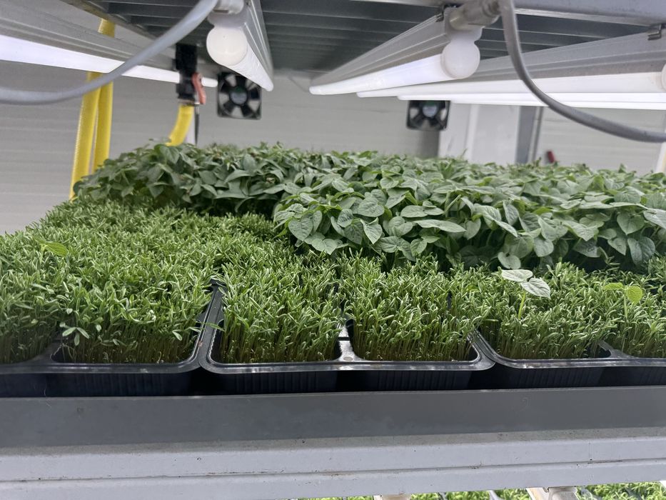 De vânzare – Afacere profitabilă în domeniul microplantelor