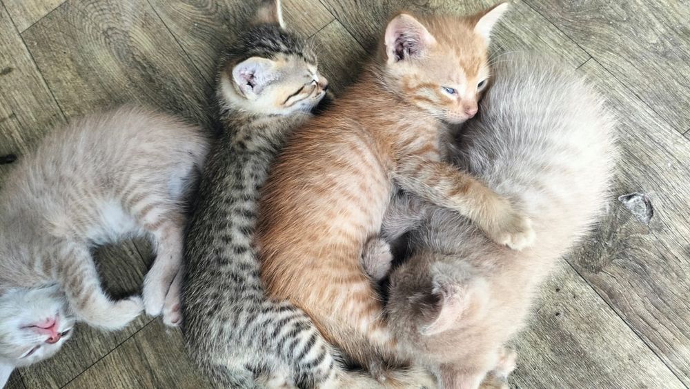 Отдам котят в добрые руки