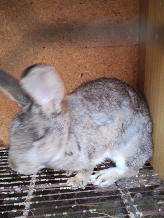 Заек женски бременен