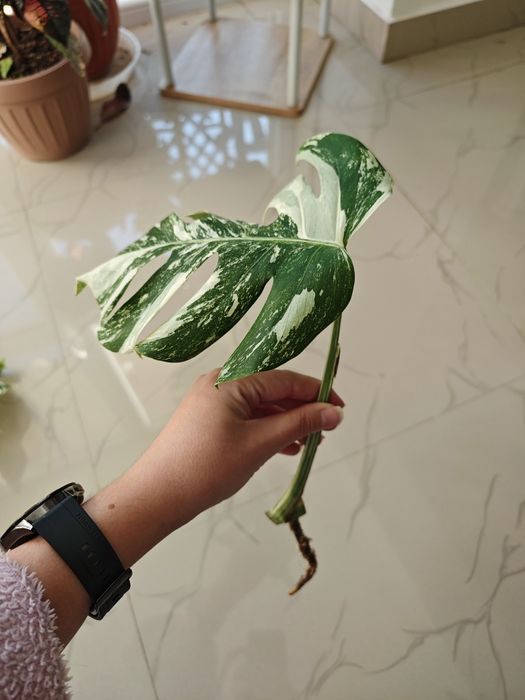 Monstera Albo variegata