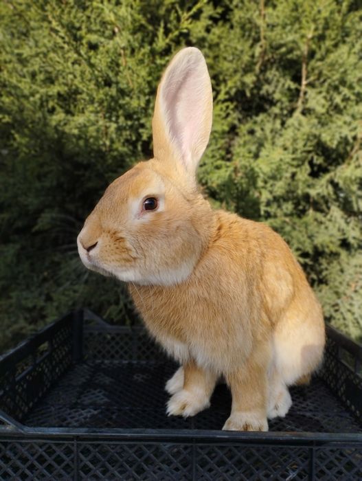 Продаётся   крол