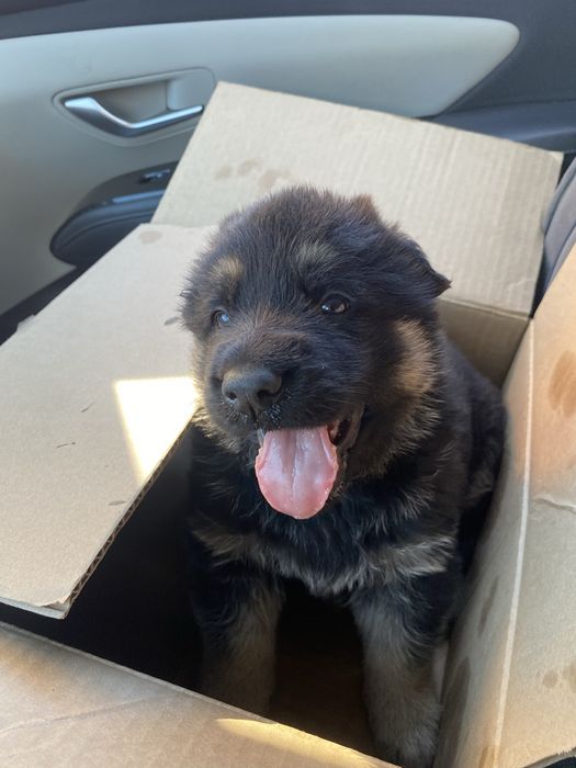 Восточно Европейская Овчарка