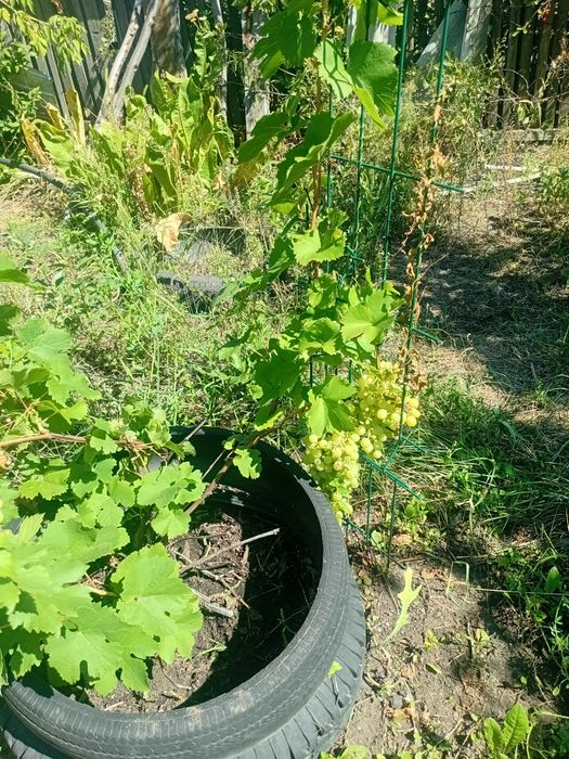 Продам дачу 17 маршрут