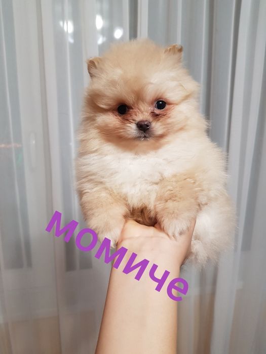 Померан померанчета