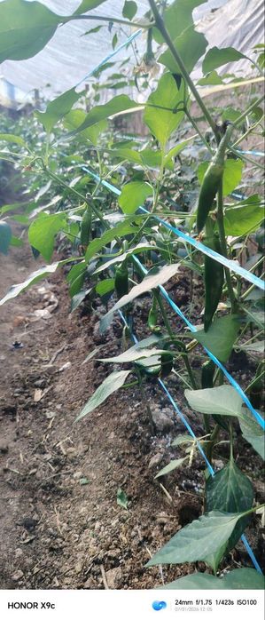 Аччик калампир парникдан