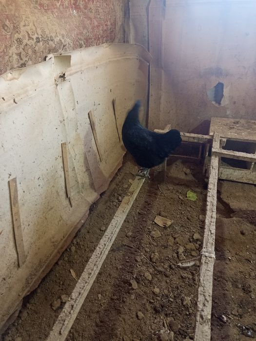 Австралоп тауықтары сатыладыылады