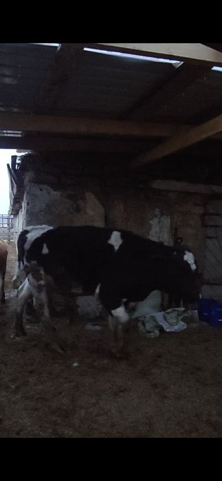 Были Голштины 1,5 года