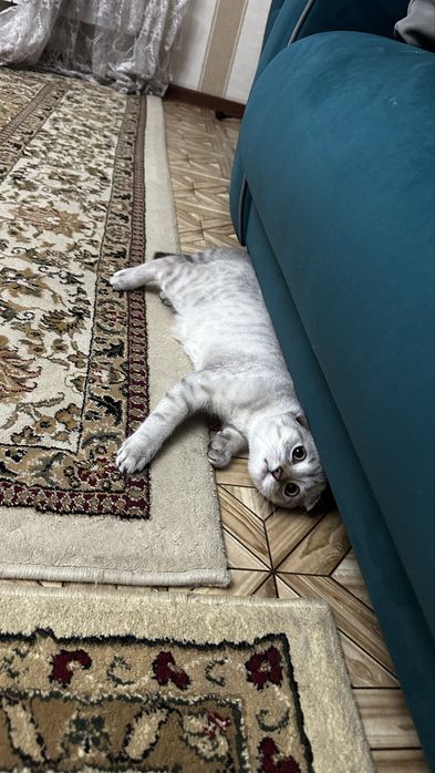 Шотландские вислоухие *скоттиш-фолд*