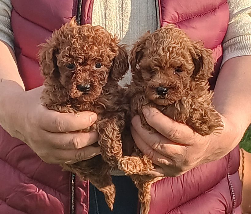 Той пудел момченца