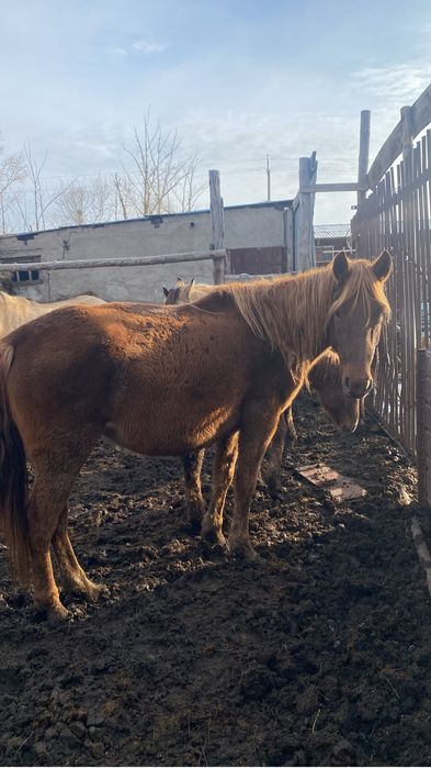 1бас еркек жабагы 2бие сатылады