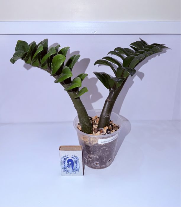 Замиокулькас Зензи, комнатные растения, комнатные цветы