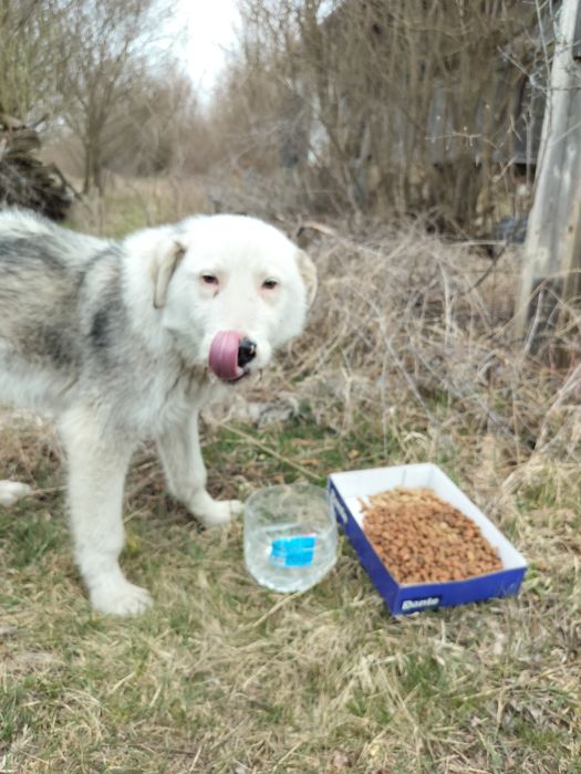 Câine abandonat pentru adopție.