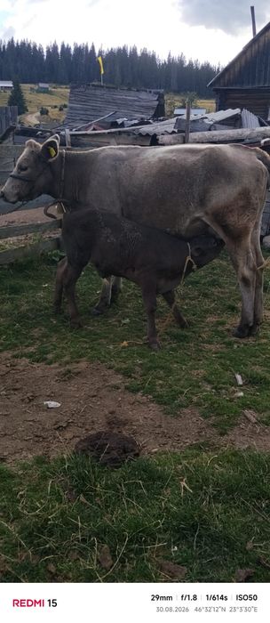 Junincă de vânzare