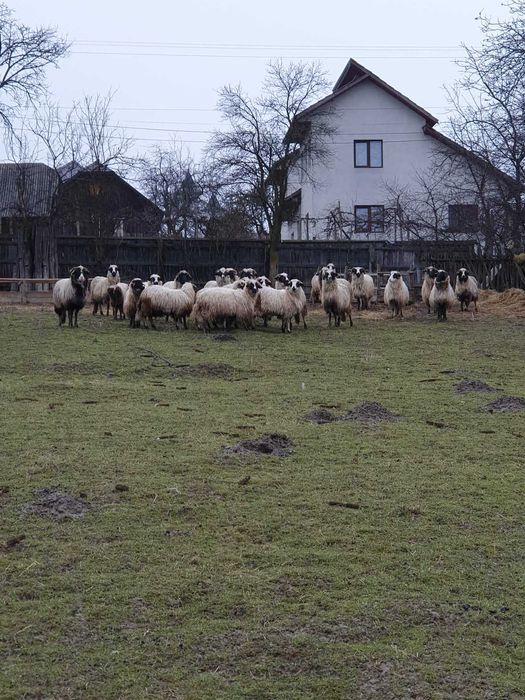 Vand oi. Detalii la numarul din anunt