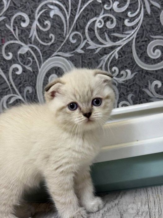 Britanskiy Serebristiy Shinshilla