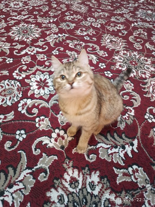 Ажойиб мушукча уйинкарок хадияга