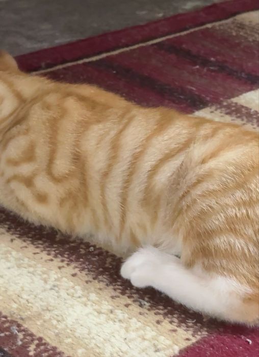 Котенок в добрые руки