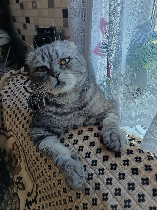 Продам котят (бронь)