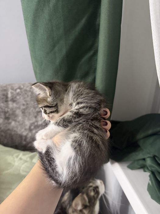 Раздаются котята