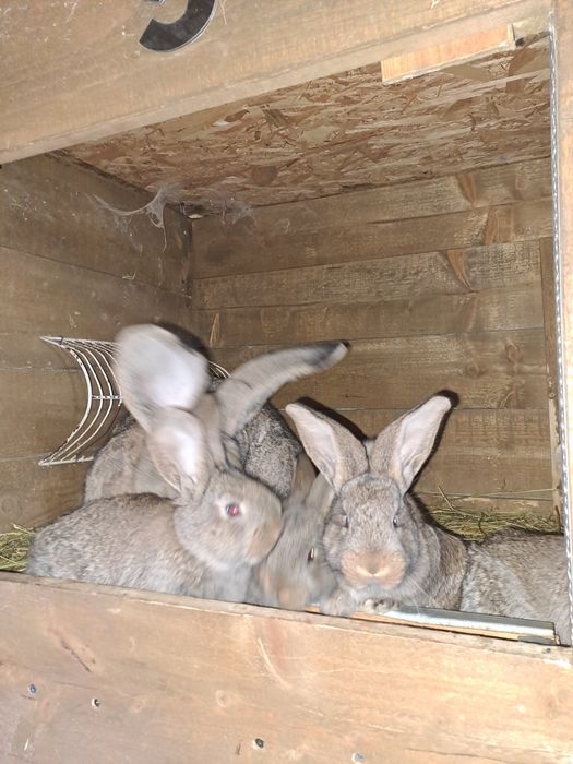 Femele urias german de 1 an cu pui de 1 luna