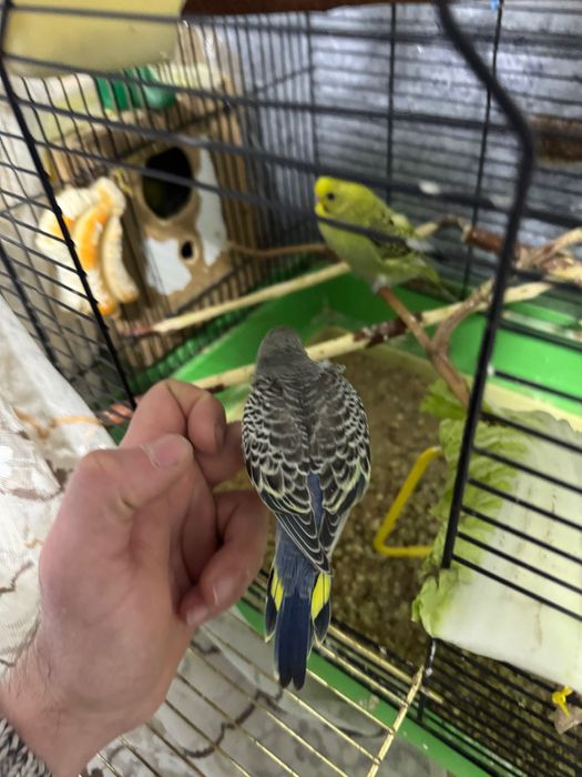 Попугай  волнистый