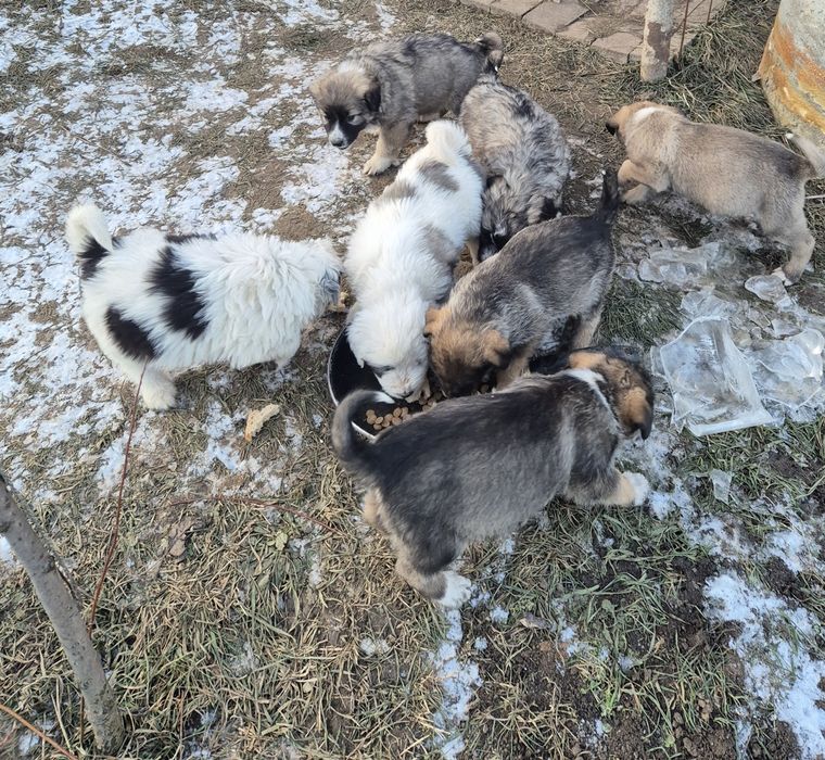 Donez căței metis ciobănesc