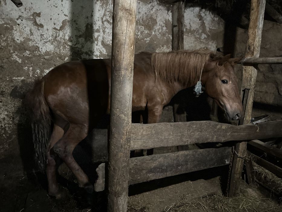 Продается тай