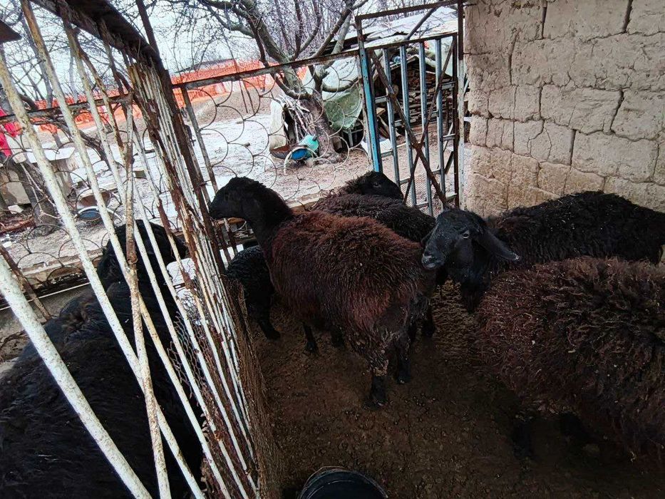 Продаются домашние бараны.