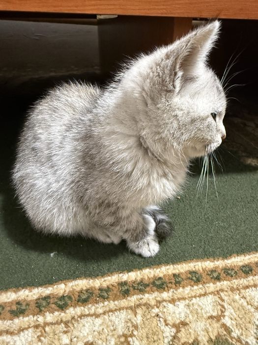 Британский котёнок в добрые руки