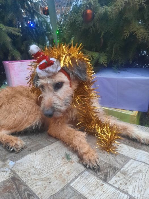 ПорОдиСтыЕ соБаЧки в приюте