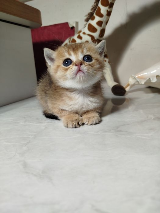 Мальчик скотиш страйт 13.04.26г