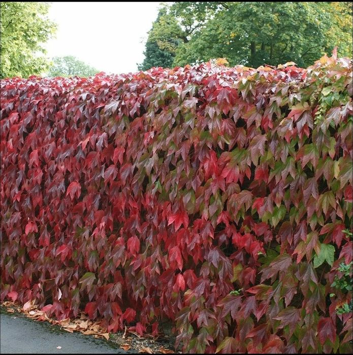 Manzarali gul Девичий виноград пятилисточковый