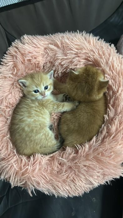 Британска късокосместа златна чинчила