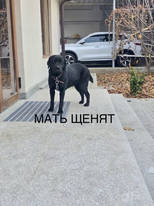 Продаются щенки породы ЛАБРАДОР