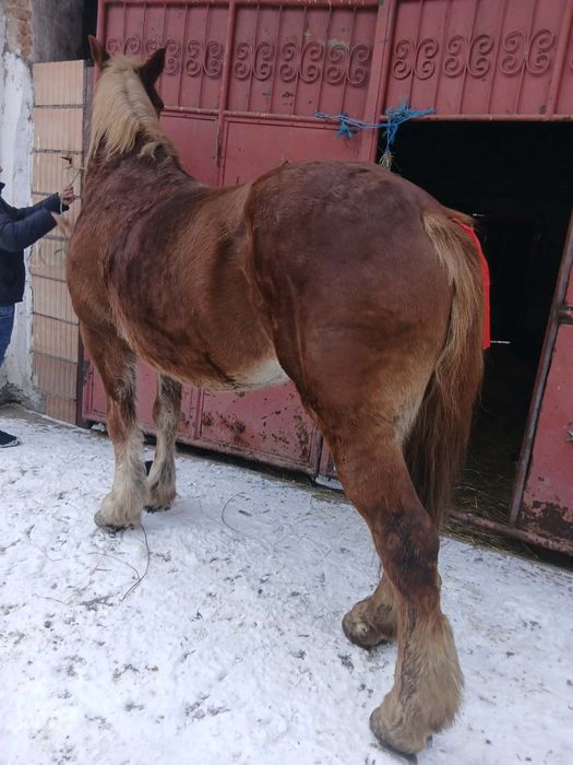 Vând urgent iapa de 6 ani