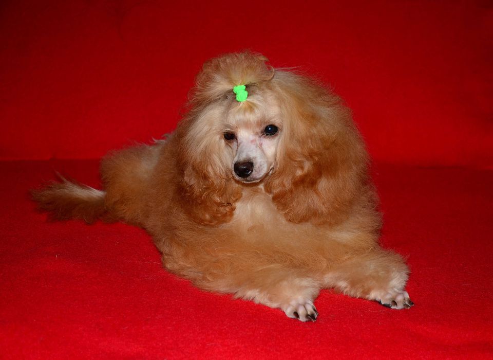 Шикарные щенки Мальтипу F1 (Maltipoo) ! Мини  !