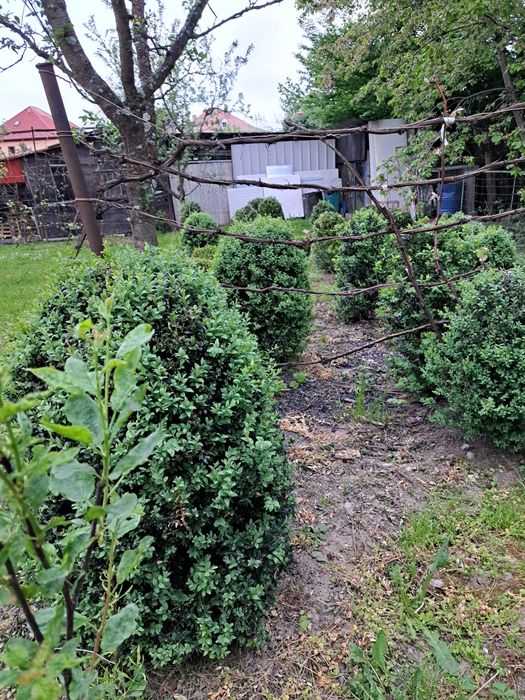 Buxus,merisori, aclimatizati