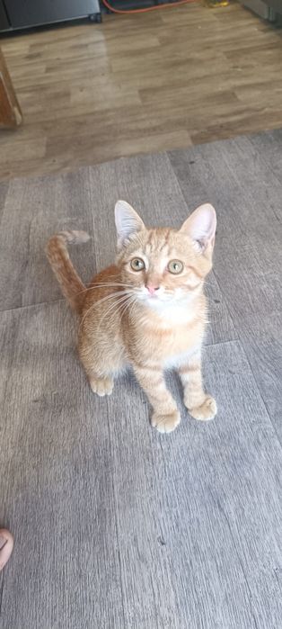 отдам двух котенков