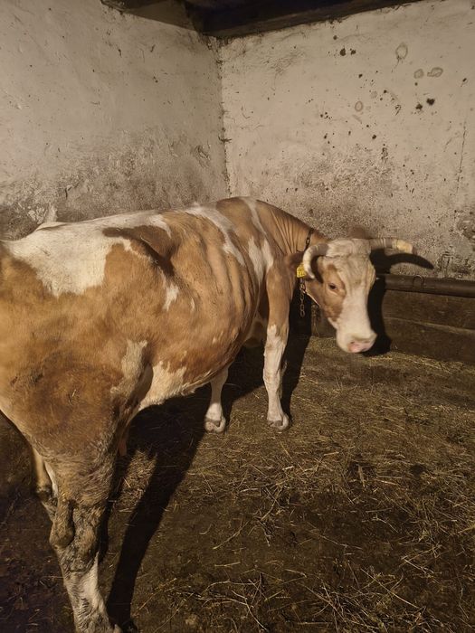 Vand vaca baltata gestanta