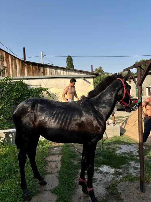 Еркек тай сатылады