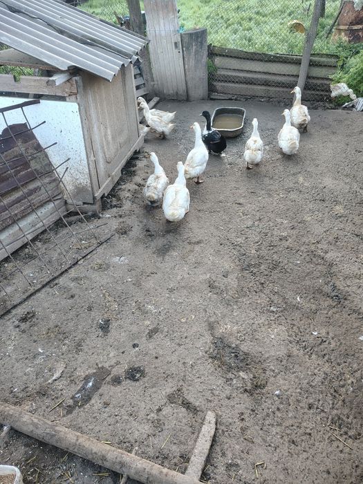 Юрдечки (Патици)