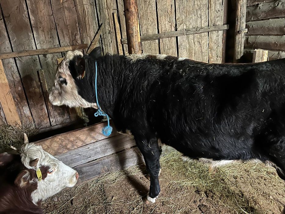 Продаётся    бык!