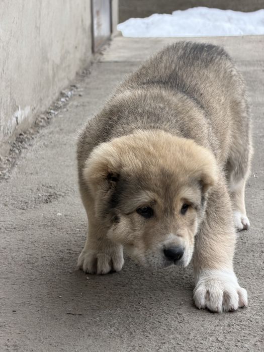 Күшік сатылады қаны жақсы