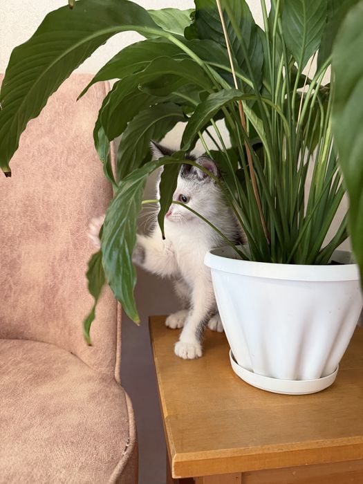 Милые, ласковые котята